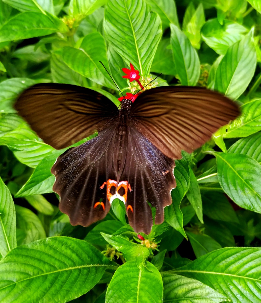 今天又拍到新蝴蝶蓝美凤蝶