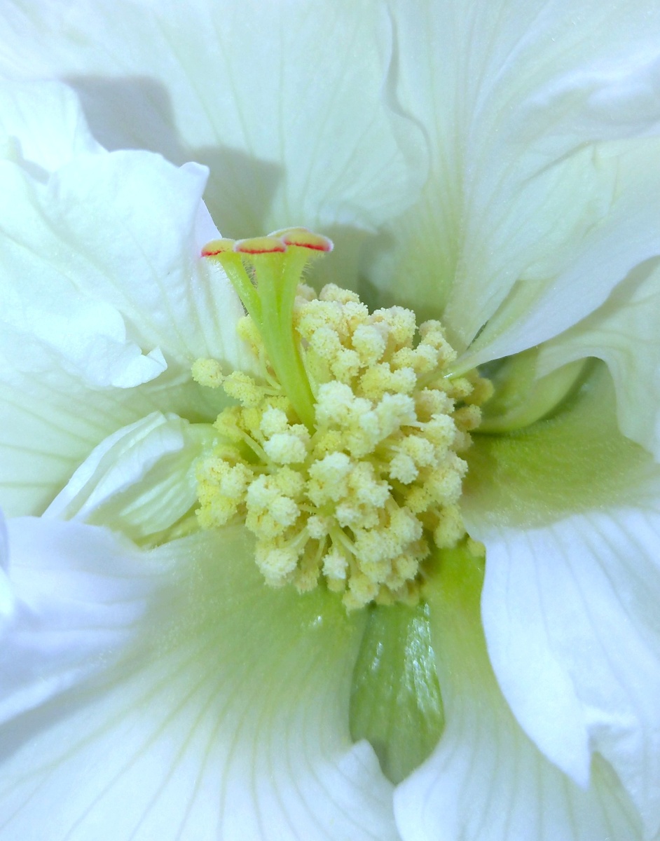 白色木芙蓉花芯