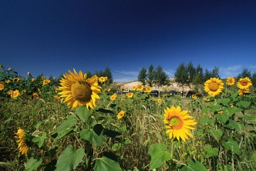 IMG_3075.jpg