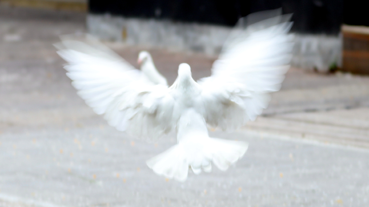 展翅高飞好奇是孩子的天性,鸽子也有吗?感觉同步了!黑与白好像三兄弟