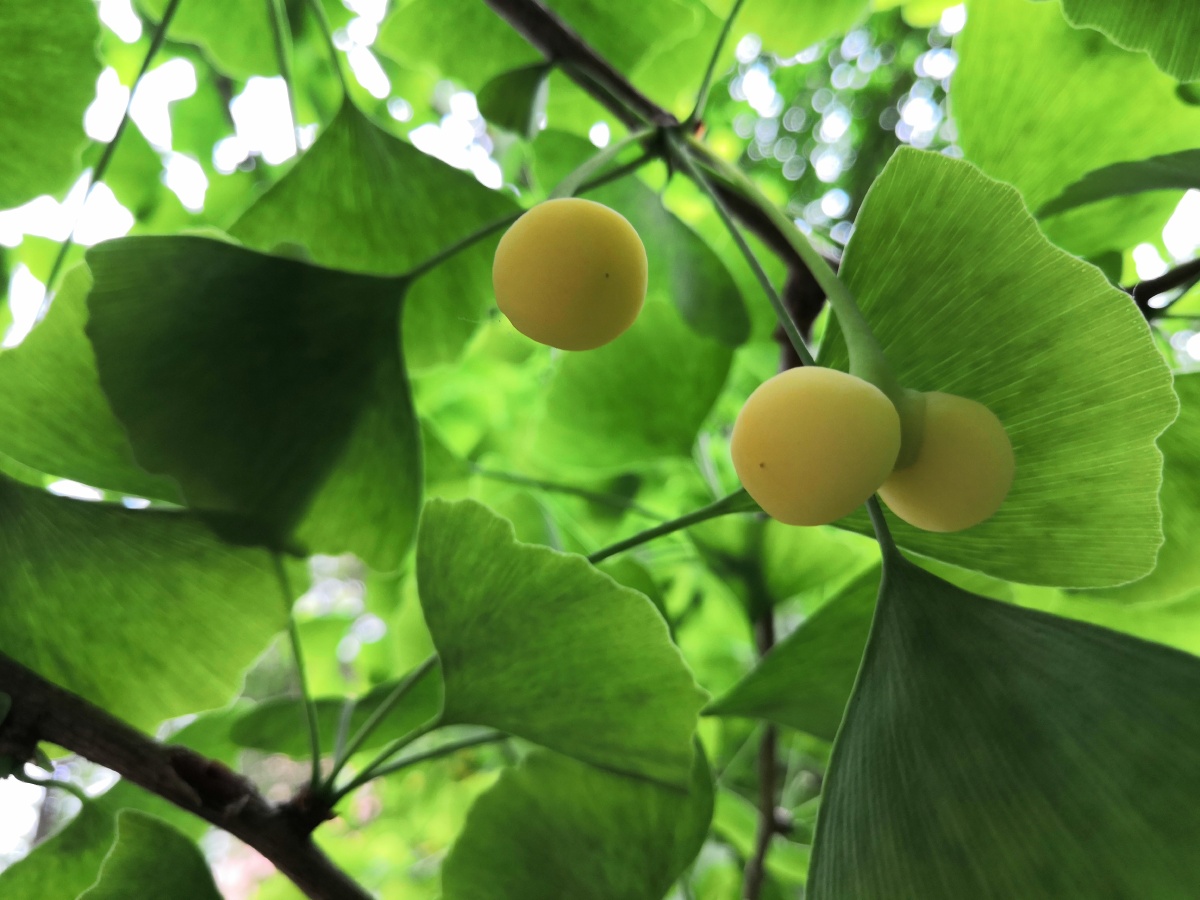 银杏果实白果