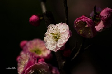 IMGP5855.jpg