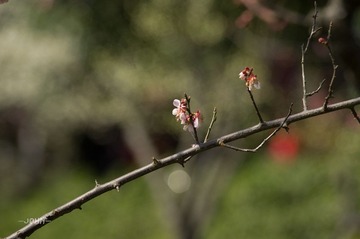 IMGP5889.jpg
