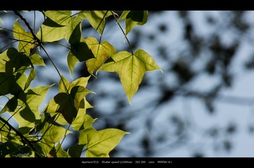 IMGP8729.jpg