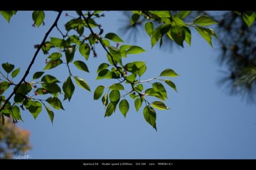 IMGP8742.jpg