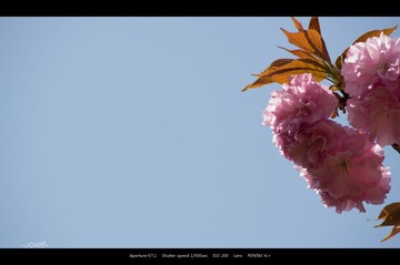 IMGP8751.jpg