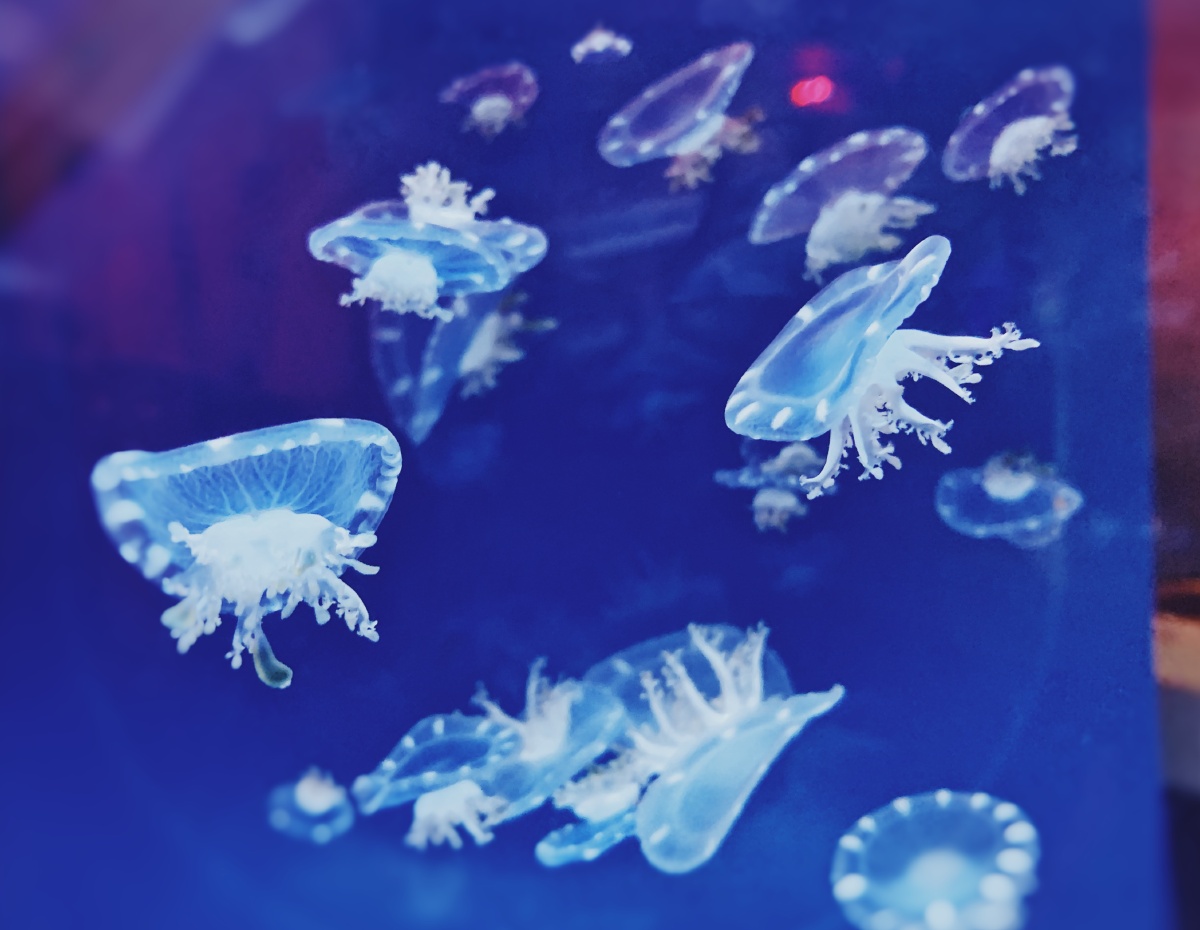 美丽的海洋生物颜色艳丽的水母摄于海洋公园