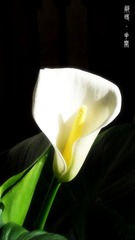 那时花开.jpg