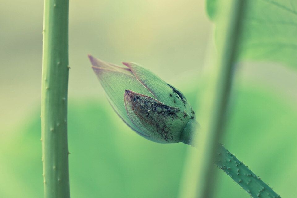 IMG_2940-2<br />
即将盛开的花蕾，偷偷瞥出的一角
