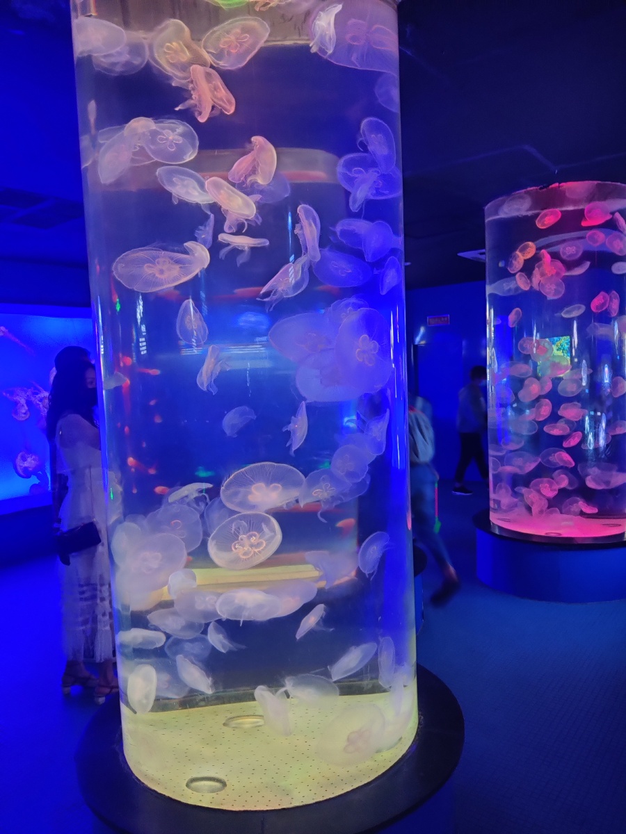 青岛海底世界水母馆美丽的水母在灯光的照射下显得更加好看