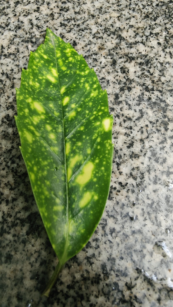 花叶青木放大特写