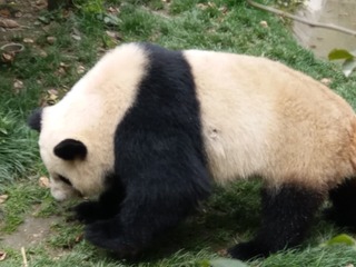 12459