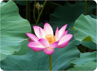 IMG_0890.jpg