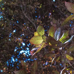 IMG_1258.jpg