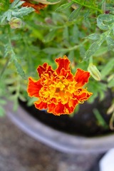 IMG_1357.jpg