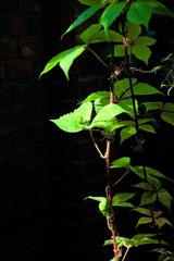 IMG_1360.jpg