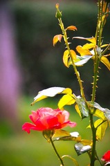 DSC00385.jpg