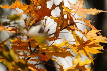 DSC02149.jpg