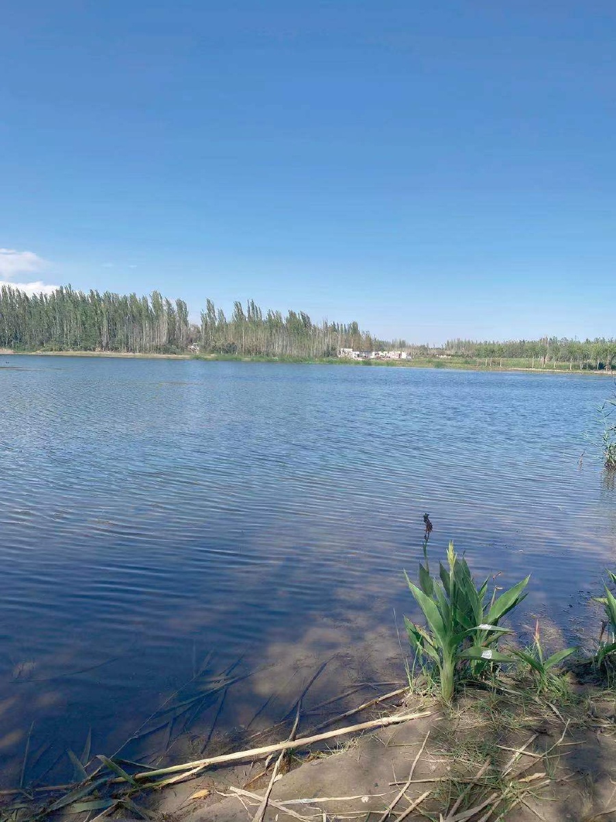 喀什地区喀什市北湖风景 - 花铃-524