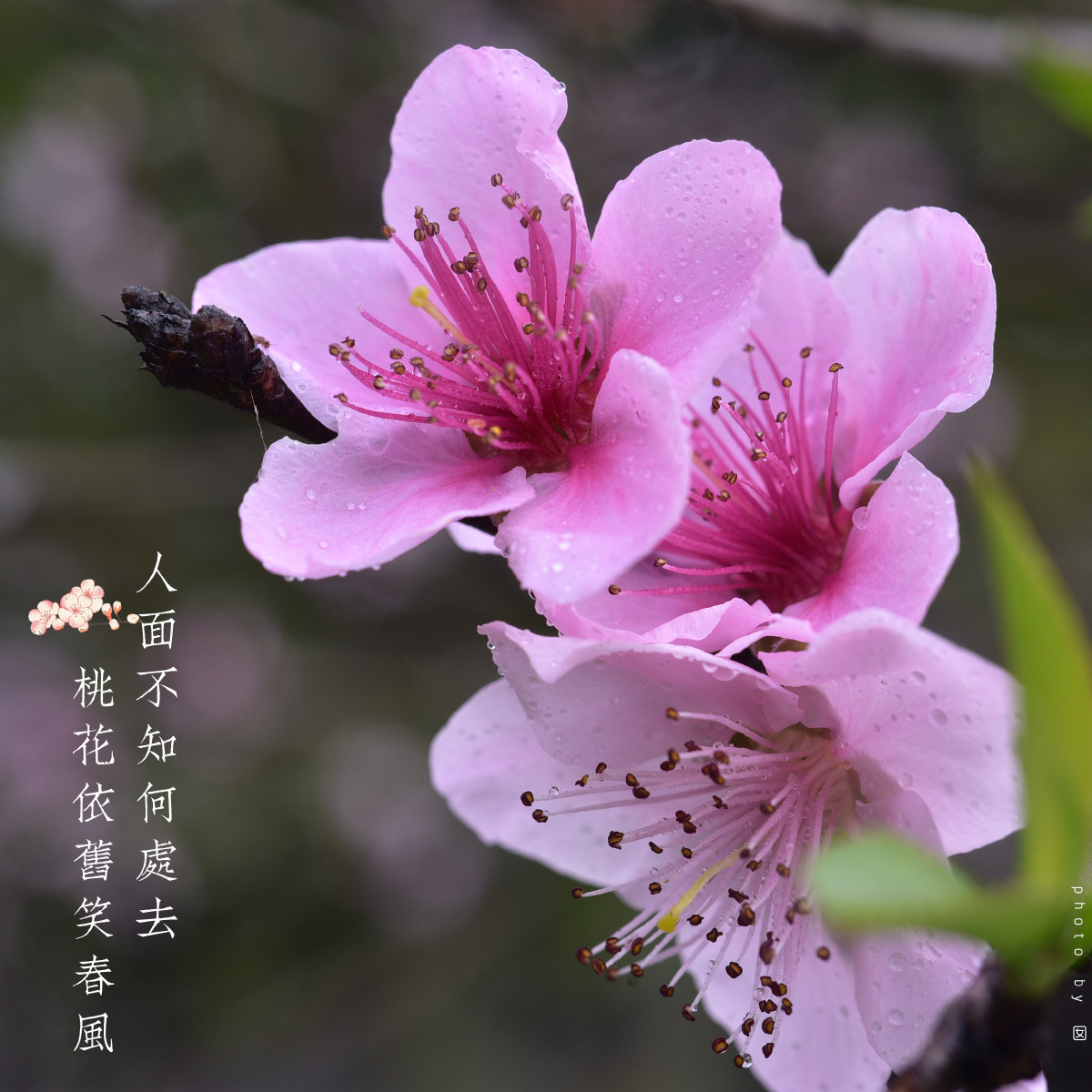 疫去春满枝,桃花依旧笑春风 - 麦客希望 - 图虫
