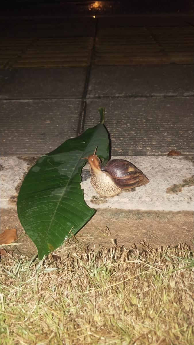 蜗牛吃树叶 - 谢谢你的支持 - 图虫
