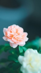 A69E9551-F2B8-4F7A-8BDB-836478CD20D8/L0/001