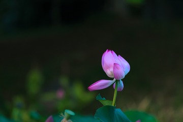 E092BA26-6C7D-45BF-A78E-919C191BDD65/L0/001