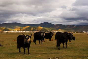 _DSC0075.JPG