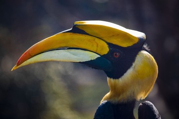 7112