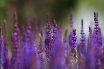 花花草草