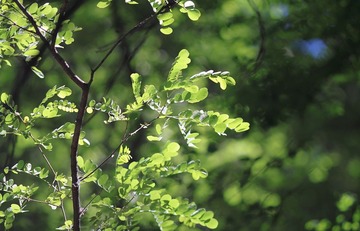 山中树与光