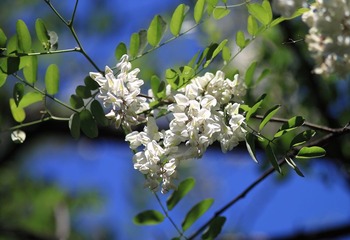 花花草草