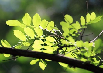 花花草草