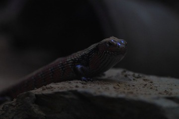 IMG_3014.JPG