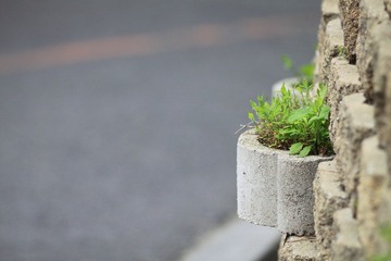 DPP_IMG2547.JPG