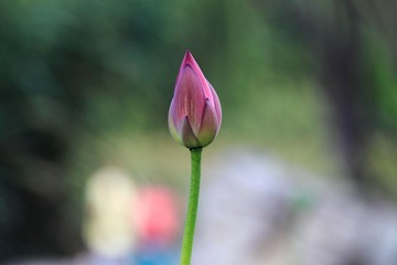 IMG_4499.JPG