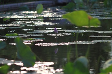 IMG_4553.JPG