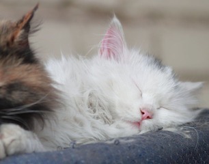 酣睡的猫儿