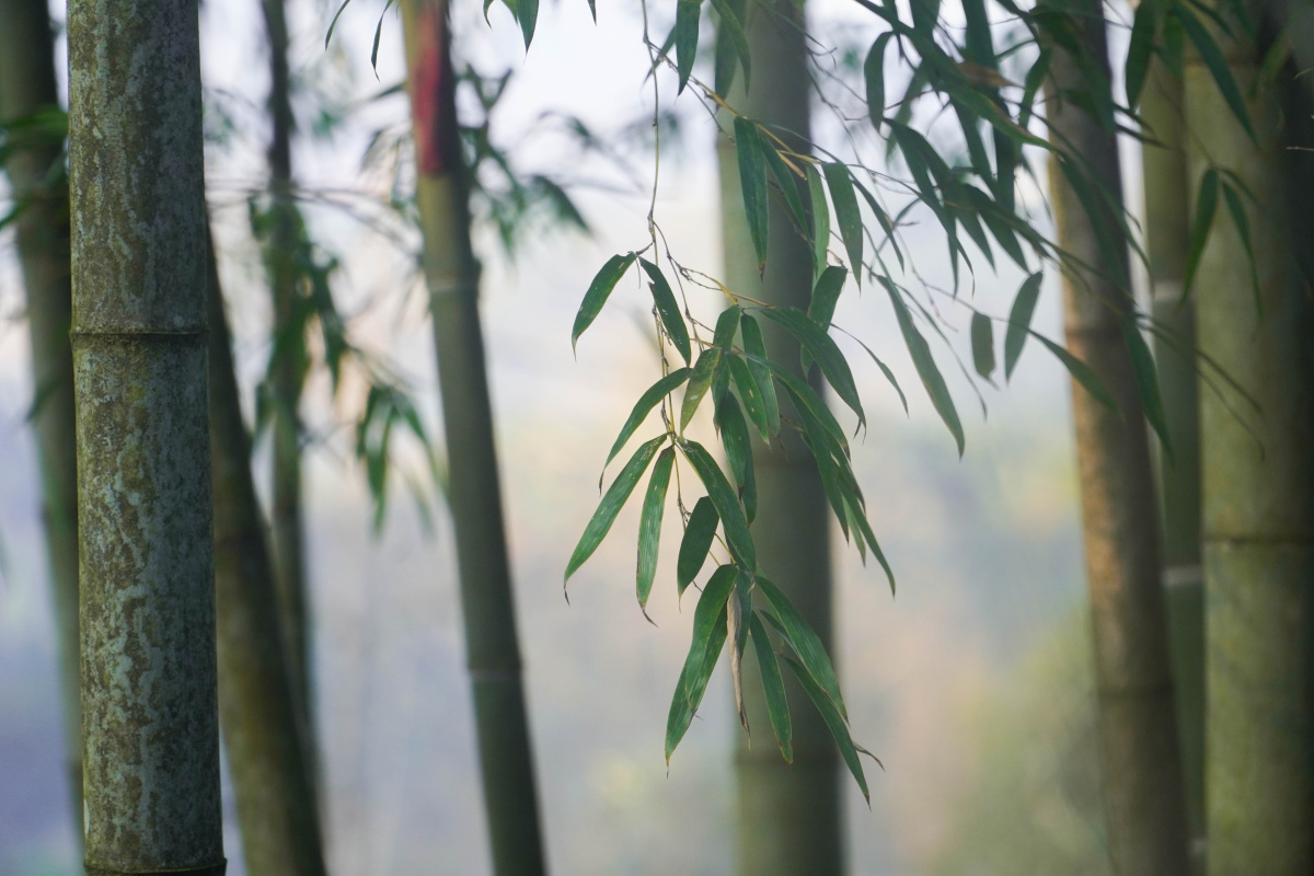 湘西乡村傍晚夕阳下的竹林