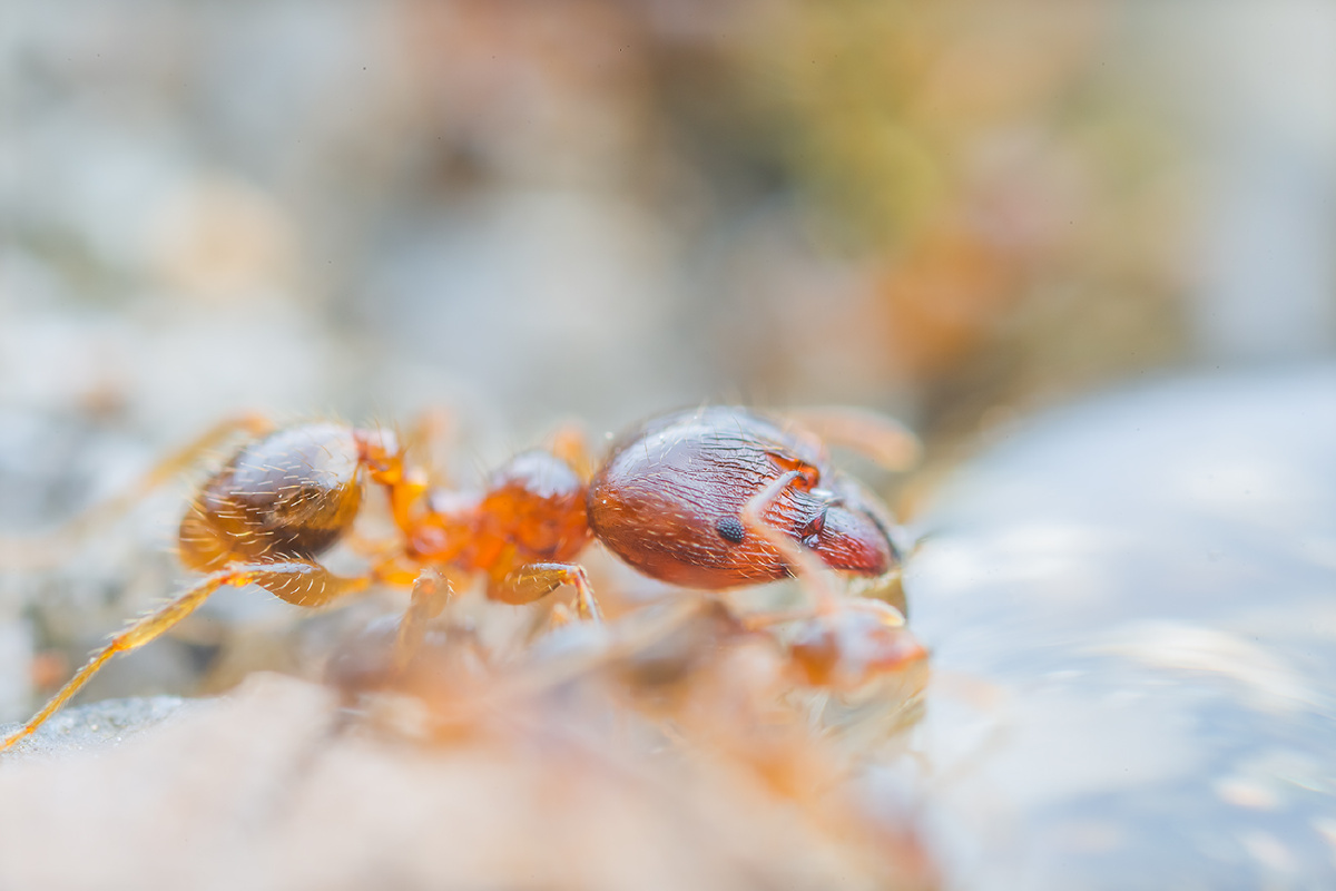 近缘巨首蚁兵蚁