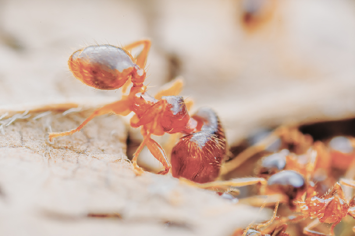 近缘巨首蚁兵蚁