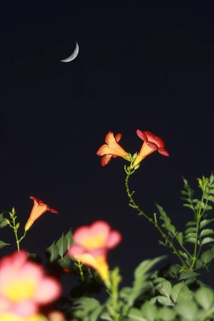 关于牵牛花和月亮的故事