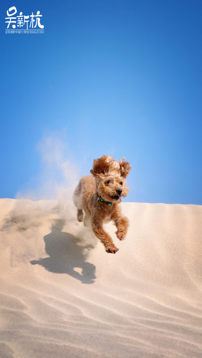 飞奔而过的小萌娃