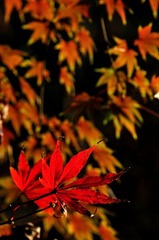 DSC_0078.jpg
