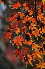 DSC_0092.jpg