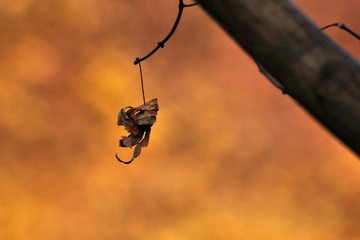 DSC_0120.jpg
