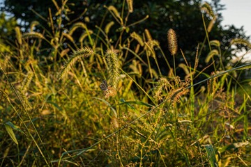 811F218D-B811-49AD-B6B5-2C7AB8F33EE3/L0/001