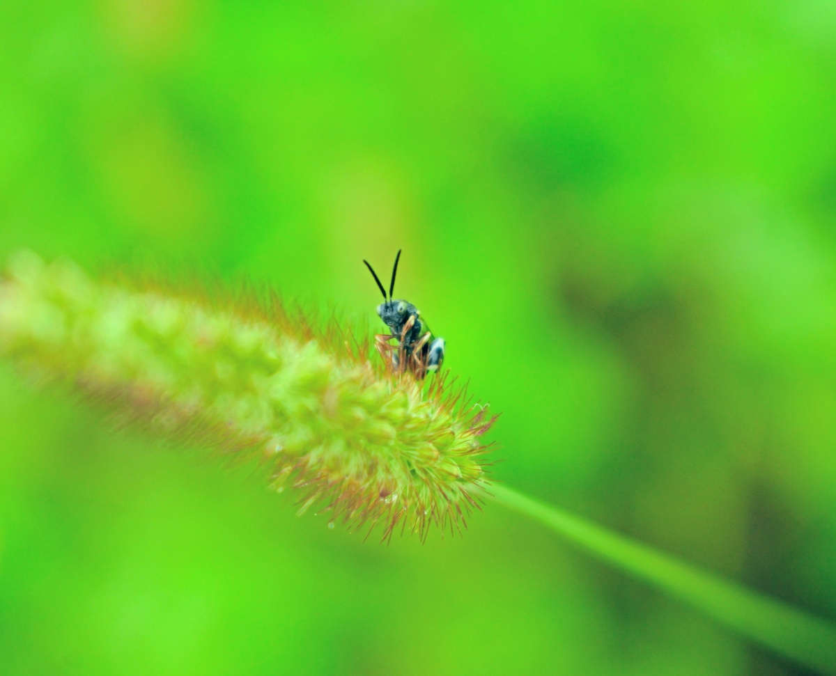 昆虫摄影-狗尾巴草上的独舞
