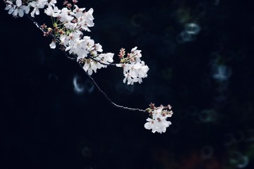 D4EDB8D4-27A5-4F66-8A60-9803A0242E4A/L0/001