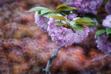 FD0E598C-84B1-475B-B257-EF9D3CF11D60/L0/001